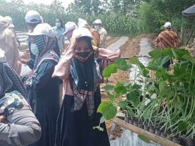 Pesantren Minhadul Ulum Pesawaran Kembangkan Pertanian Labu Madu