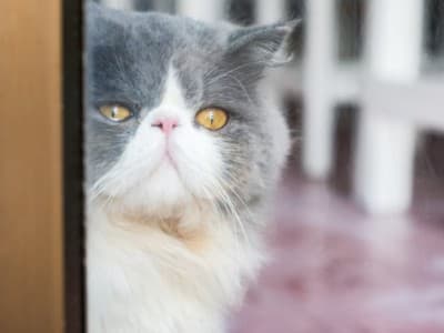 Hukum Jual Beli Kucing Peliharaan