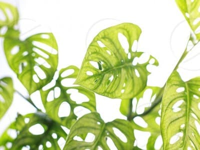 Monkey Business dan Tanaman Janda Bolong yang Harganya Selangit