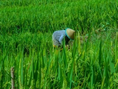 UU Cipta Kerja Perluas Impor Pangan, Nasib Petani Makin Terhimpit