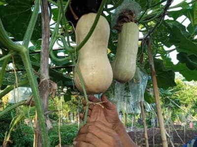 Wujudkan Ketahanan Pangan dan Kelestarian Alam, Antisipasi Krisis di Tengah Pandemi