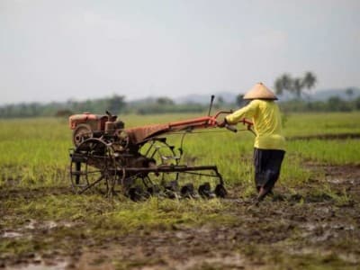 Kementan Pastikan Stok Pangan hingga Desember 2020 Terkendali