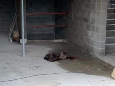 Masjid Agung di Prancis Utara Diteror dengan Dua Kepala Babi