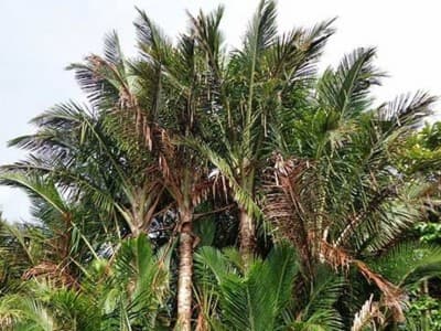 BRG Perkuat Teknik Pengolahan Sagu dan Tanaman Hutan 