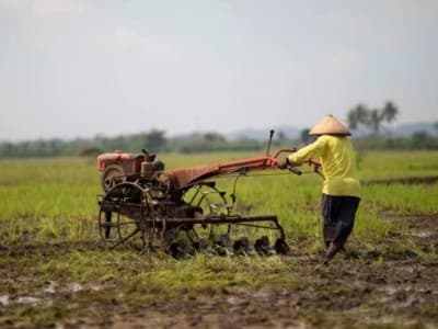 Sektor Pertanian Tumbuh Positif 2,15 Persen di Kuartal III 2020