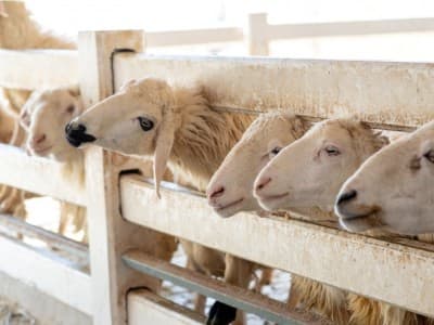 Ternak Mencapai Nishab tapi Rugi secara Ekonomi, Tetap Wajib Zakat?