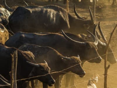 Ketika Kerbau-kerbau Imam Basyir ath-Thabari Diserang Tentara Romawi