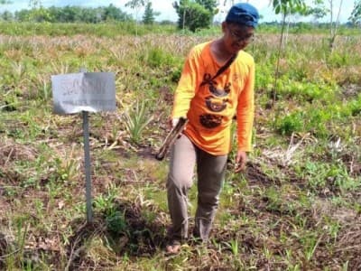 Pengelolaan Lahan Tanpa Bakar, Kearifan Lokal Baru Masyarakat Gambut
