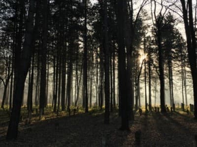 Puisi-puisi Dedi Febriyanto