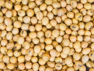 Lembaga Pertanian NU Minta Pemerintah Konsisten Berdayakan Petani Kedelai