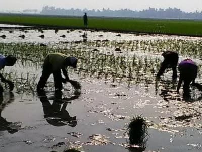 Pupuk Bersubsidi Dibatasi, Petani Tuntut Harga Gabah Naik