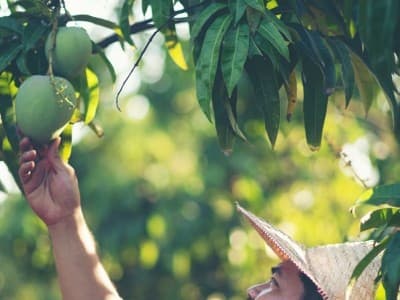 ‘Saya Pernah Curi Mangga, Ingin Bertobat tapi Tak Menemukan Pemilikinya’