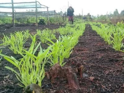 Tantangan dan Solusi Koperasi Pertanian di Indonesia