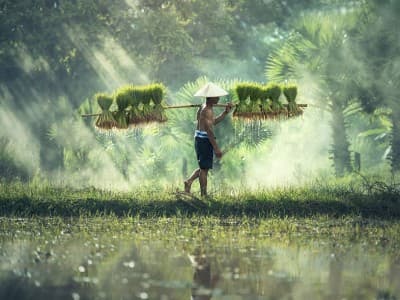 Problem Pertanian di RI: Pupuk, Lahan Menyempit, Akses Modal Rumit, Teknologi Tertinggal