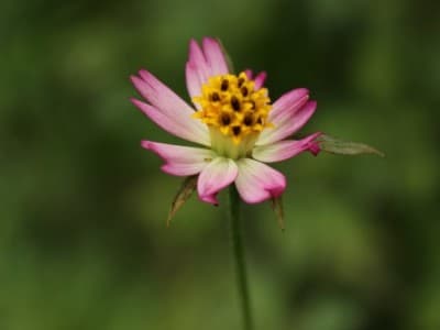 Gusdurian Tegaskan Kampanye Perkawinan Anak Ingkari Tujuan Agama