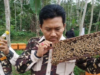 Budidaya Madu ‘Sorban’, Produk Unggulan Banser Banyumas