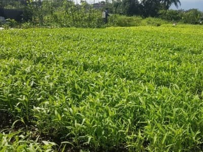 Ikutilah Pekan Mahasiswa Belajar Pertanian KMNU IPB