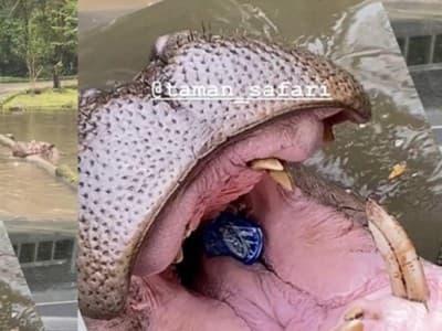 Direktur BSN LPBINU Soroti Pelemparan Botol Plastik ke Kuda Nil Taman Safari