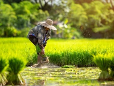 Menolak Kebijakan Impor Beras yang Rugikan Petani