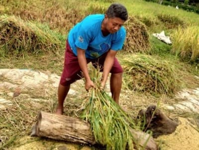 Petani Keluhkan Harga Gabah, Bulog  Harus Beli Langsung ke Petani