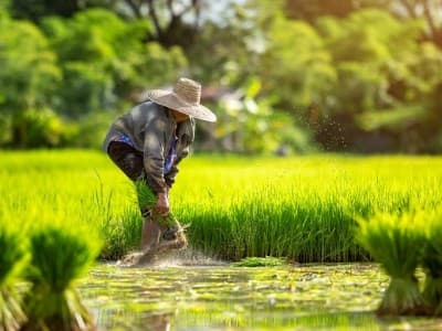 Akademisi: Dampak Impor Beras Paling Bahaya adalah Petani Mogok Tanam Padi
