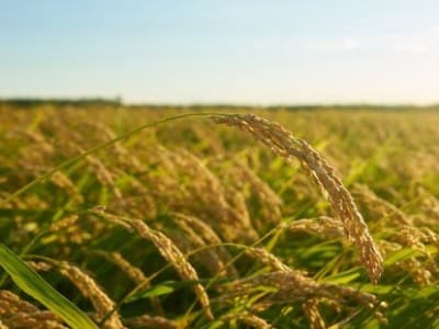 Penuh Masalah, Dewan Pakar Tani Minta Pemerintah Perbaiki Tata Kelola Pertanian 