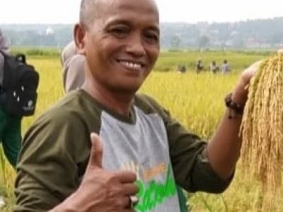 LPPNU Sampang Produksi Benih Padi 'Pecot'