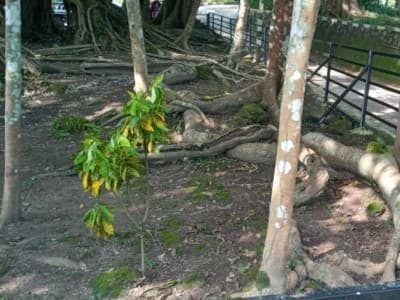 Nyadran di Makam Prajurit Pangeran Diponegoro