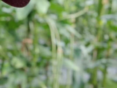 Asep Eka Penggerak Petani Kalteng Ajak Buruh Bangun Pertanian