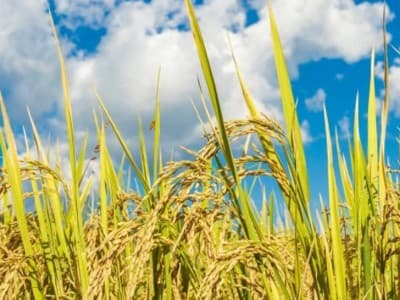 Sawah di Sragen Ladang Maut bagi Petani