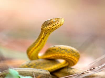 Beberapa Arti Mimpi Digigit Ular menurut para Ulama