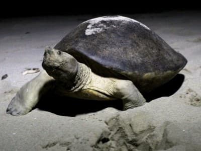 Pertamina EP Rantau Field Kembali Selamatkan Telur Tuntong