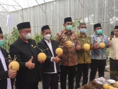 Panen Perdana Melon Inthanon di Green House Pesantren Minhadul Ulum Pesawaran