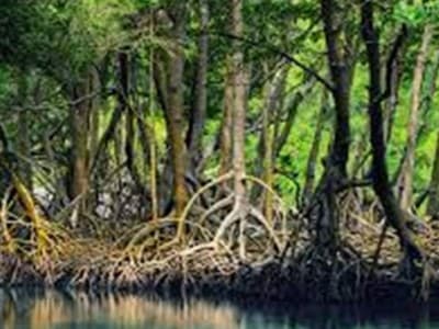 Ekosistem Gambut dan Mangrove Punya Nilai Ekonomis-Ekologis
