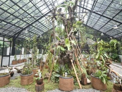 Kolaborasi Pertamina-LIPI Lestarikan Flora, Jaga Emisi Karbon di Kebun Raya Bogor