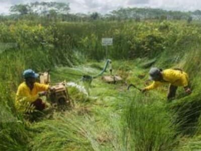 Libatkan Masyarakat, BRGM Bentuk Desa Mandiri Peduli Gambut dan Mangrove
