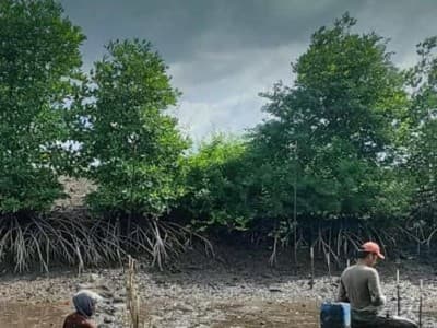 Beragam Manfaat Tanaman Mangrove bagi Kehidupan