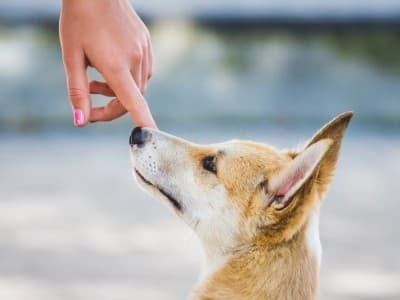 Alasan Imam Al-Ghazali Kenapa Malaikat Tidak Masuk ke Rumah yang Ada Anjing