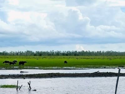 BRGM Akan Rehabilitasi Mangrove Seluas 5.500 Hektar di Kepulauan Riau