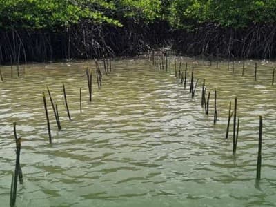 Tantangan-tantangan Rehabilitasi Mangrove di Indonesia