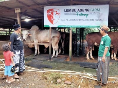 Cara Peternak Hewan Kurban Hadapi Penurunan Omzet Saat Pandemi