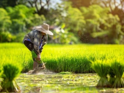 Akad Inden dan Kejatuhan Harga Produk Pertanian dalam Fiqih Muamalah