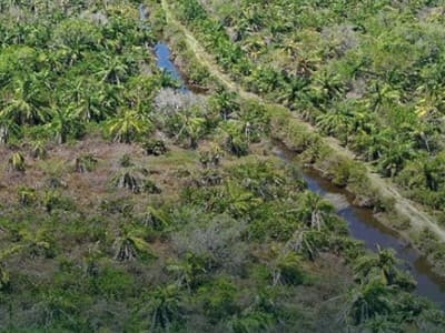 BRGM Perkuat Komitmen Percepatan Rehabilitasi Mangrove Berbasis Masyarakat