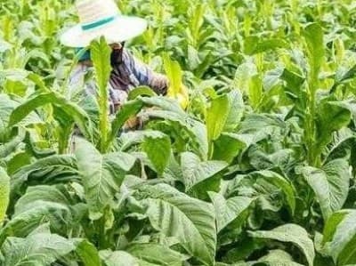 Lakpesdam PBNU Sampaikan Empat Rekomendasi Terkait Regulasi Tembakau