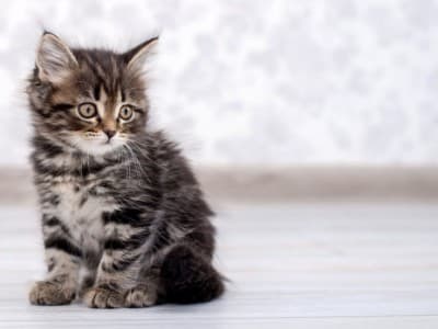 Arti Mimpi tentang Kucing, Burung, Lebah dan Gajah