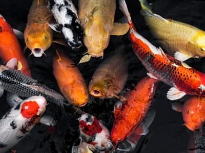 Arti Mimpi tentang Ikan, Buaya, dan Katak