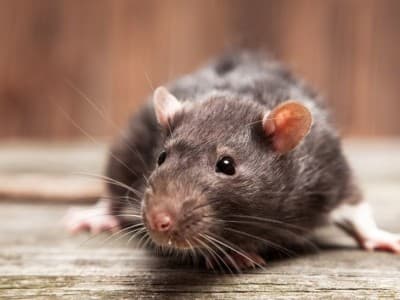 Arti Mimpi tentang Tikus, Laba-laba dan Semut