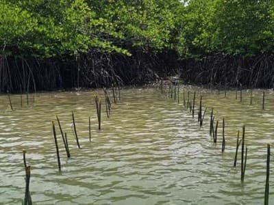 Pola Tanam Tumpangsari Tambak Lestarikan Hutan Mangrove