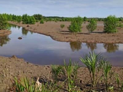 Beberapa Tujuan Rehabilitasi Mangrove