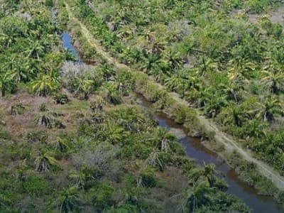 BRGM Pastikan Ekosistem Mangrove Bantu Sehatkan Lingkungan